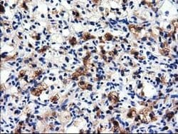 ALDH1L1 Monoclonal Antibody (OTI4D5), TrueMAB , OriGene 30 &mu;L; Unconjugated:Antibodies,