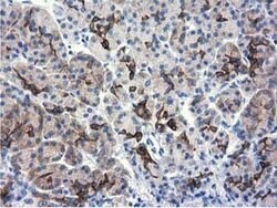 ALDH1L1 Mouse anti-Canine, Human, Clone: OTI6A10, lyophilized, TrueMAB