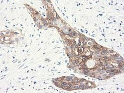 ALDH1L1 Monoclonal Antibody (OTI6A10), TrueMAB , OriGene 30 &mu;L; Unconjugated:Antibodies,