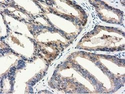 ALDH1L1 Mouse anti-Canine, Human, Clone: OTI6A10, lyophilized, TrueMAB