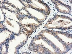 ALDH1L1 Monoclonal Antibody (OTI6A10), TrueMAB , OriGene 30 &mu;L; Unconjugated:Antibodies,
