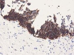 ALDH1L1 Mouse anti-Canine, Human, Clone: OTI6A10, lyophilized, TrueMAB