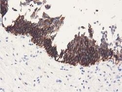 ALDH1L1 Monoclonal Antibody (OTI6A10), TrueMAB , OriGene 30 &mu;L; Unconjugated:Antibodies,