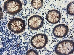 ALDH1L1 Monoclonal Antibody (OTI6A10), TrueMAB , OriGene 30 &mu;L; Unconjugated:Antibodies,