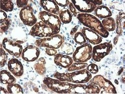 ALDH1L1 Mouse anti-Canine, Human, Clone: OTI6A10, lyophilized, TrueMAB