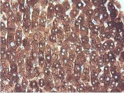 ALDH1L1 Mouse anti-Canine, Human, Clone: OTI6A10, lyophilized, TrueMAB