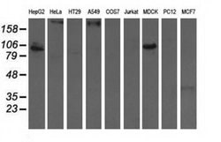 ALDH1L1 Monoclonal Antibody (OTI3D2), TrueMAB , OriGene 30 &mu;L; Unconjugated:Antibodies,
