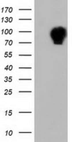 ALDH1L1 Mouse anti-Canine, Human, Clone: OTI4D5, lyophilized, TrueMAB 100