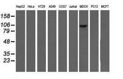 ALDH1L1 Mouse anti-Canine, Human, Clone: OTI4D5, lyophilized, TrueMAB 100