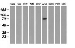 ALDH1L1 Monoclonal Antibody (OTI7B7), TrueMAB , OriGene 30 &mu;L; Unconjugated:Antibodies,