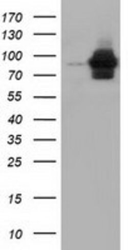 ALDH1L1 Mouse anti-Human, Clone: OTI7G6, lyophilized, TrueMAB 100 &mu;g | Buy Online | Origene Technologies | Fisher Scientific