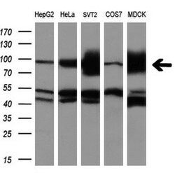 ALDH1L1 Mouse anti-Human, Clone: OTI7G6, lyophilized, TrueMAB 100 &mu;g | Buy Online | Origene Technologies | Fisher Scientific