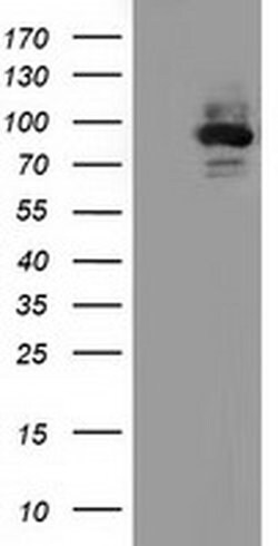ALDH1L1 Monoclonal Antibody (OTI6A10), TrueMAB , OriGene 30 &mu;L; Unconjugated:Antibodies,
