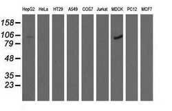 ALDH1L1 Mouse anti-Canine, Human, Clone: OTI6A10, lyophilized, TrueMAB