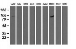 ALDH1L1 Monoclonal Antibody (OTI6A10), TrueMAB , OriGene 30 &mu;L; Unconjugated:Antibodies,
