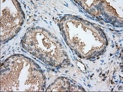 ALDH3A1 Mouse anti-Human, Clone: OTI1C6, TrueMAB , Origene 30 &mu;L; Unconjugated:Antibodies,