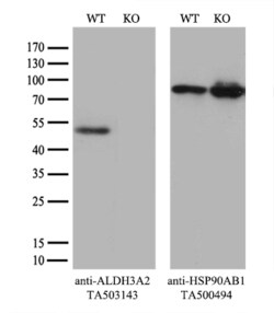 ALDH3A2 Monoclonal Antibody (OTI1H10), TrueMAB , OriGene 30 &mu;L; Unconjugated:Antibodies,