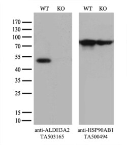 ALDH3A2 Monoclonal Antibody (OTI1D1), TrueMAB , OriGene 30 &mu;L; Unconjugated:Antibodies,