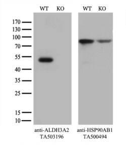 ALDH3A2 Monoclonal Antibody (OTI 1B11), TrueMAB , OriGene 30 &mu;L; Unconjugated:Antibodies,