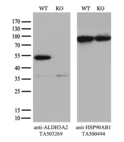 ALDH3A2 Monoclonal Antibody (OTI2D3), TrueMAB , OriGene 30 &mu;L | Buy Online | Origene Technologies | Fisher Scientific