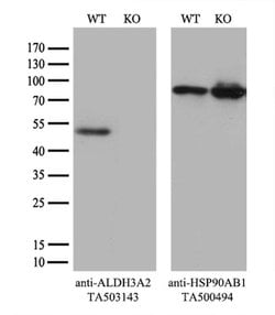 ALDH3A2 Monoclonal Antibody (OTI1H10), TrueMAB , OriGene 100 &mu;L; Unconjugated:Antibodies,