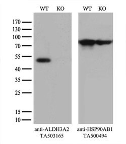 ALDH3A2 Monoclonal Antibody (OTI1D1), TrueMAB , OriGene 100 &mu;L; Unconjugated:Antibodies,