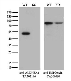 ALDH3A2 Monoclonal Antibody (OTI 1B11), TrueMAB , OriGene 30 &mu;L; Unconjugated:Antibodies,