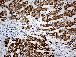 ALDH4A1 Monoclonal Antibody (OTI1H10), TrueMAB , OriGene 100 &mu;L; Unconjugated:Antibodies,
