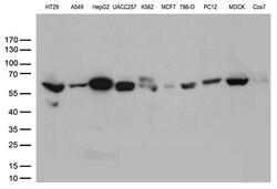 ALDH4A1 Monoclonal Antibody (OTI1H10), TrueMAB , OriGene 100 &mu;L; Unconjugated:Antibodies,