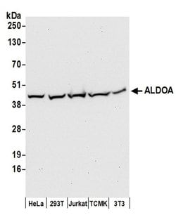 ALDOA Rabbit anti-Human, Mouse, Polyclonal, Bethyl Laboratories 100 &mu;L;