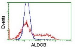 ALDOB Mouse anti-Human, Clone: OTI3C6, liquid, TrueMAB 100 &mu;L; Unconjugated:Antibodies,