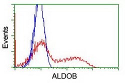 ALDOB Mouse anti-Human, Clone: OTI3E10, liquid, TrueMAB 100 &mu;L; Unconjugated:Antibodies,