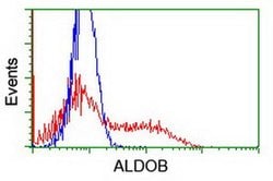 ALDOB Monoclonal Antibody (OTI 5D1), TrueMAB , OriGene 30 &mu;L; Unconjugated:Antibodies,