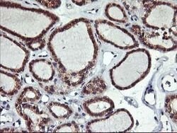 ALG2 Mouse anti-Human, Clone: OTI3C2, lyophilized, TrueMAB 100 &mu;g; Unconjugated:Antibodies,