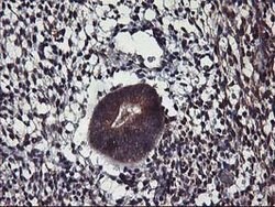 ALG2 Mouse anti-Human, Clone: OTI3C2, lyophilized, TrueMAB 100 &mu;g; Unconjugated:Antibodies,