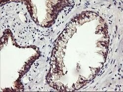 ALG2 Mouse anti-Human, Clone: OTI3C2, lyophilized, TrueMAB 100 &mu;g; Unconjugated:Antibodies,
