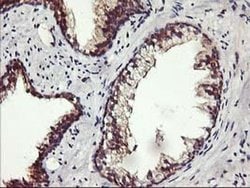 ALG2 Monoclonal Antibody (OTI3C2), TrueMAB , OriGene 100 &mu;L; Unconjugated:Antibodies,