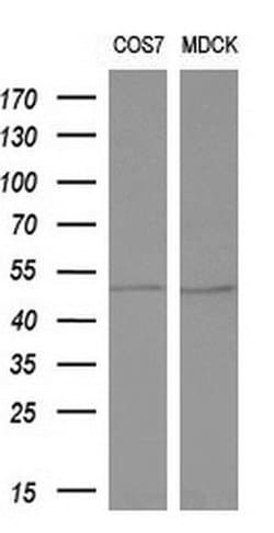 ALG2 Monoclonal Antibody (OTI2A3), TrueMAB , OriGene 100 &mu;L; Unconjugated:Antibodies,