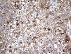 ALKBH1 Monoclonal Antibody (OTI4C4), TrueMAB , OriGene:Antibodies:Primary
