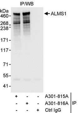 ALMS1 Rabbit anti-Human, Polyclonal, Bethyl Laboratories 100 &mu;L; Unconjugated:Antibodies,
