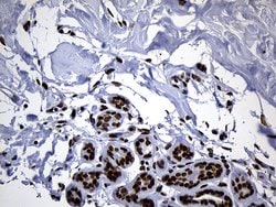 ALOX5 Monoclonal Antibody (OTI1A1), TrueMAB , OriGene:Antibodies:Primary
