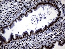 ALOX5 Monoclonal Antibody (OTI1A1), TrueMAB , OriGene:Antibodies:Primary