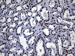 ALOX5 Monoclonal Antibody (OTI1A1), TrueMAB , OriGene 100 &mu;L; Unconjugated:Antibodies,