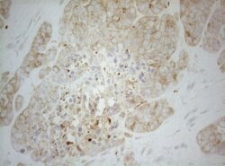 ALOX5 Mouse anti-Human, Clone: OTI2C5, liquid, TrueMAB 100 &mu;L | Buy Online | OriGene | Fisher Scientific