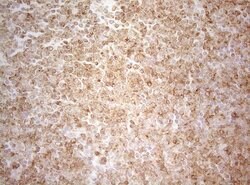 ALOX5 Mouse anti-Human, Clone: OTI2C5, liquid, TrueMAB 100 &mu;L | Buy Online | OriGene | Fisher Scientific