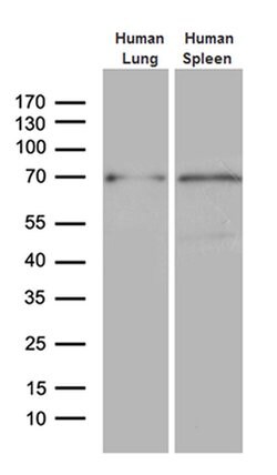 ALOX5 Monoclonal Antibody (OTI1A1), TrueMAB , OriGene 100 &mu;L; Unconjugated:Antibodies,