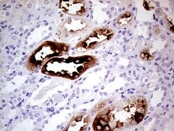 ALPI Mouse anti-Human, Clone: OTI3D5, lyophilized, TrueMAB 100 &mu;g; Unconjugated:Antibodies,
