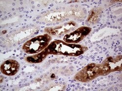 ALPI Mouse anti-Human, Clone: OTI3C1, lyophilized, TrueMAB 100 &mu;g; Unconjugated:Antibodies,