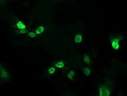 ALX4 Mouse anti-Human, Clone: OTI6B3, lyophilized, TrueMAB 100 &mu;g; Unconjugated:Antibodies,