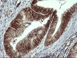 ALX4 Mouse anti-Human, Clone: OTI6B3, lyophilized, TrueMAB 100 &mu;g; Unconjugated:Antibodies,